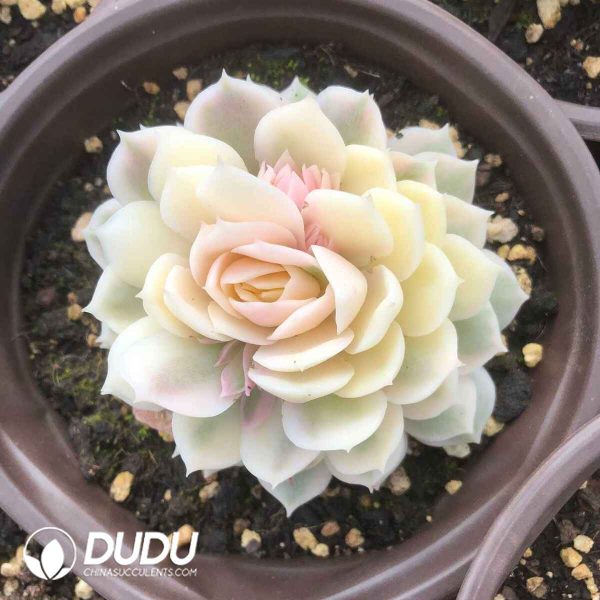 Echeveria Onslow Variegated - Image 2