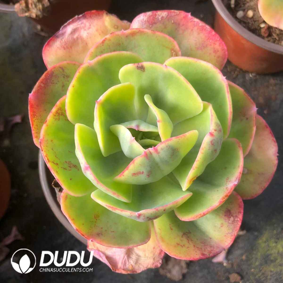 07825D120201.jpg Echeveria Sunset Peony Variegated - Image 1