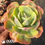 Echeveria Sunset Peony Variegated - Image 2