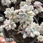 Graptopetalum Ellen Variegated