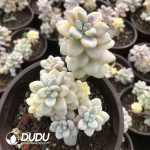 Graptopetalum Ellen Variegated - Image 2