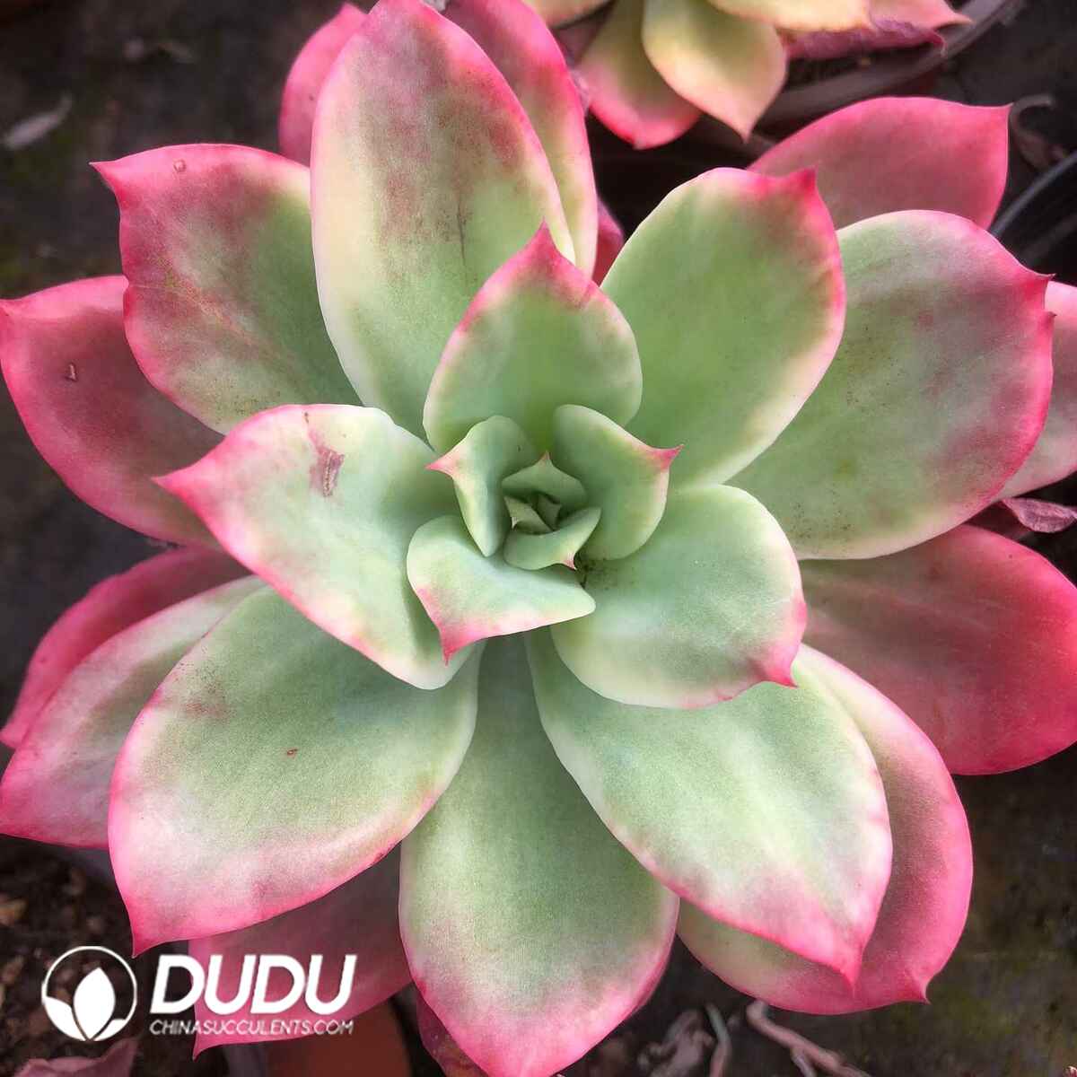 07827D120201.jpg Echeveria Luella White Variegated - Image 1