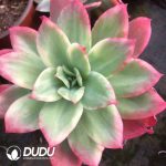 Echeveria Luella White Variegated - Image 2