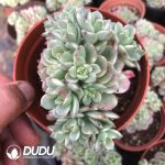 Echeveria Victor Variegated Clustering - Image 2