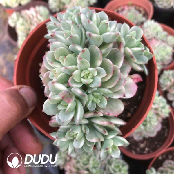 Echeveria Victor Variegated Clustering - Image 2