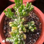 Crassula arborescens Variegated