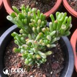 Crassula arborescens Variegated - Image 2