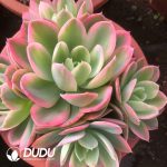 Echeveria Silk Veil Variegated (Single/Double Heads Random)