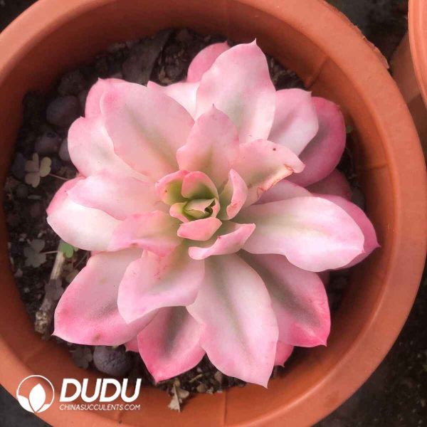 Echeveria Silk Veil Variegated (Single/Double Heads Random) - Image 2