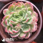 Echeveria Lime&Chili Variegated