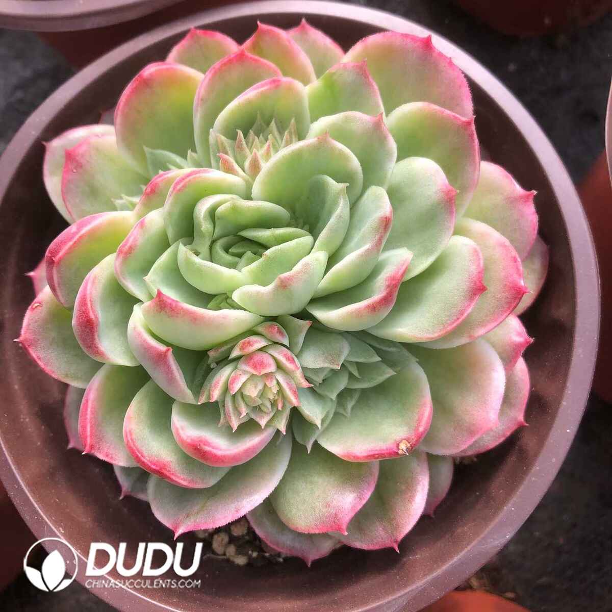 07831D120201.jpg Echeveria Lime&Chili Variegated - Image 1