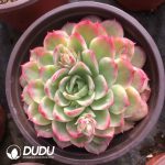 Echeveria Lime&Chili Variegated - Image 2