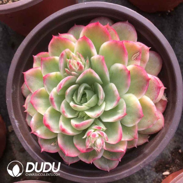 Echeveria Lime&Chili Variegated - Image 2
