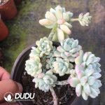 Sedum Ruby Ball Variegated Clustering