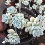Sedum Ruby Ball Variegated Clustering - Image 2