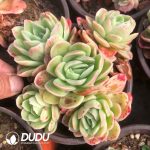 Echeveria Ice Rose Clustering