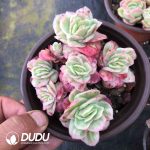 Echeveria Ice Rose Clustering - Image 2