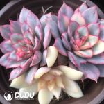 Echeveria Moon Goddess Variegated Clustering