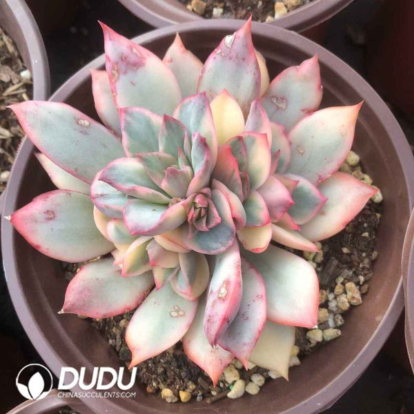 Echeveria Moon Goddess Variegated Clustering - Image 2
