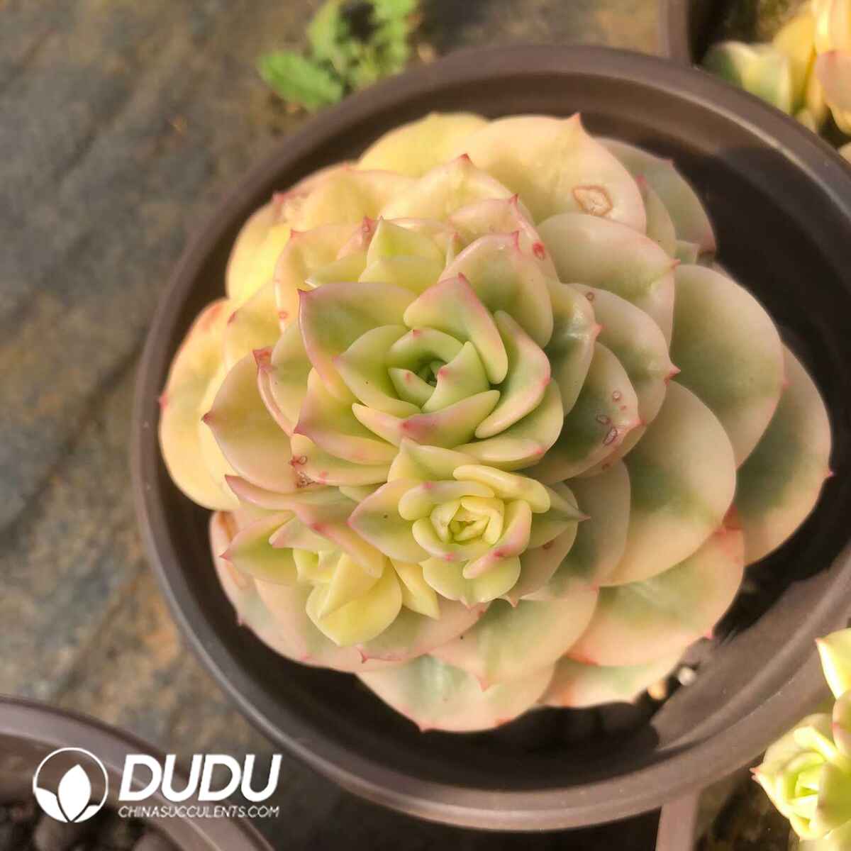 07835D120201.jpg Echeveria Wax Peony Variegated(Single/Double Heads Random) - Image 1