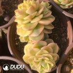 Echeveria Wax Peony Variegated(Single/Double Heads Random) - Image 2