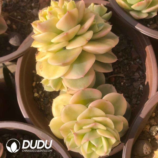 Echeveria Wax Peony Variegated(Single/Double Heads Random) - Image 2