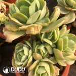 Echeveria Peach Pride Marginata Variegation