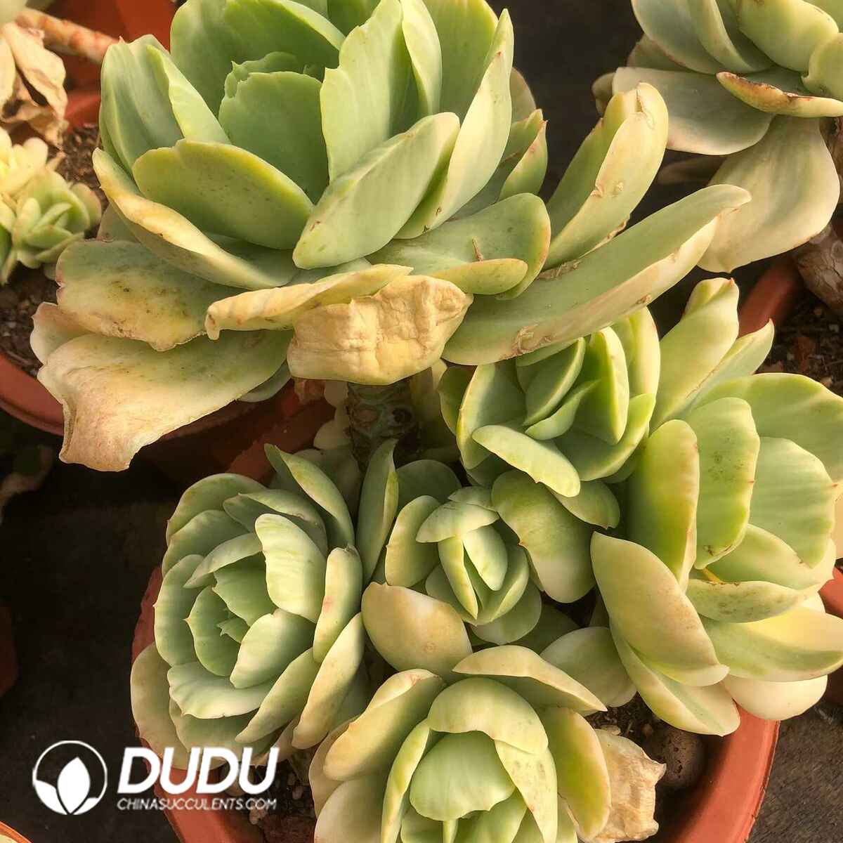 07836D180201.jpg Echeveria Peach Pride Marginata Variegation - Image 1