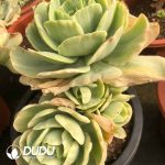 Echeveria Peach Pride Marginata Variegation - Image 2