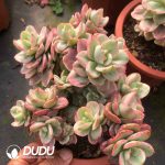 Echeveria multicalulis 'Ginmei Tennyo' Variegated Clustering