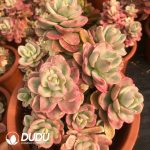 Echeveria multicalulis 'Ginmei Tennyo' Variegated Clustering - Image 2
