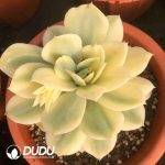 Echeveria Domingo Variegated(Single/Double Heads Random)