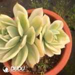 Echeveria Domingo Variegated(Single/Double Heads Random) - Image 2