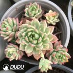 Echeveria Marcus Variegated Clustering