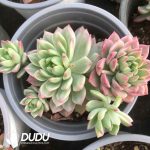 Echeveria Marcus Variegated Clustering - Image 2