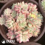 Echeveria Mebina Variegated Clustering