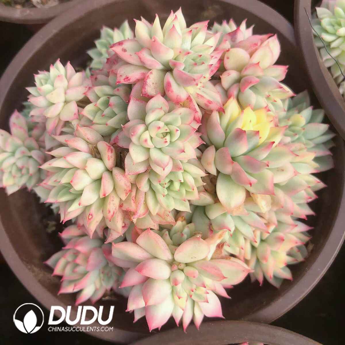 07840D120201.jpg Echeveria Mebina Variegated Clustering - Image 1