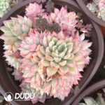 Echeveria Mebina Variegated Clustering - Image 2