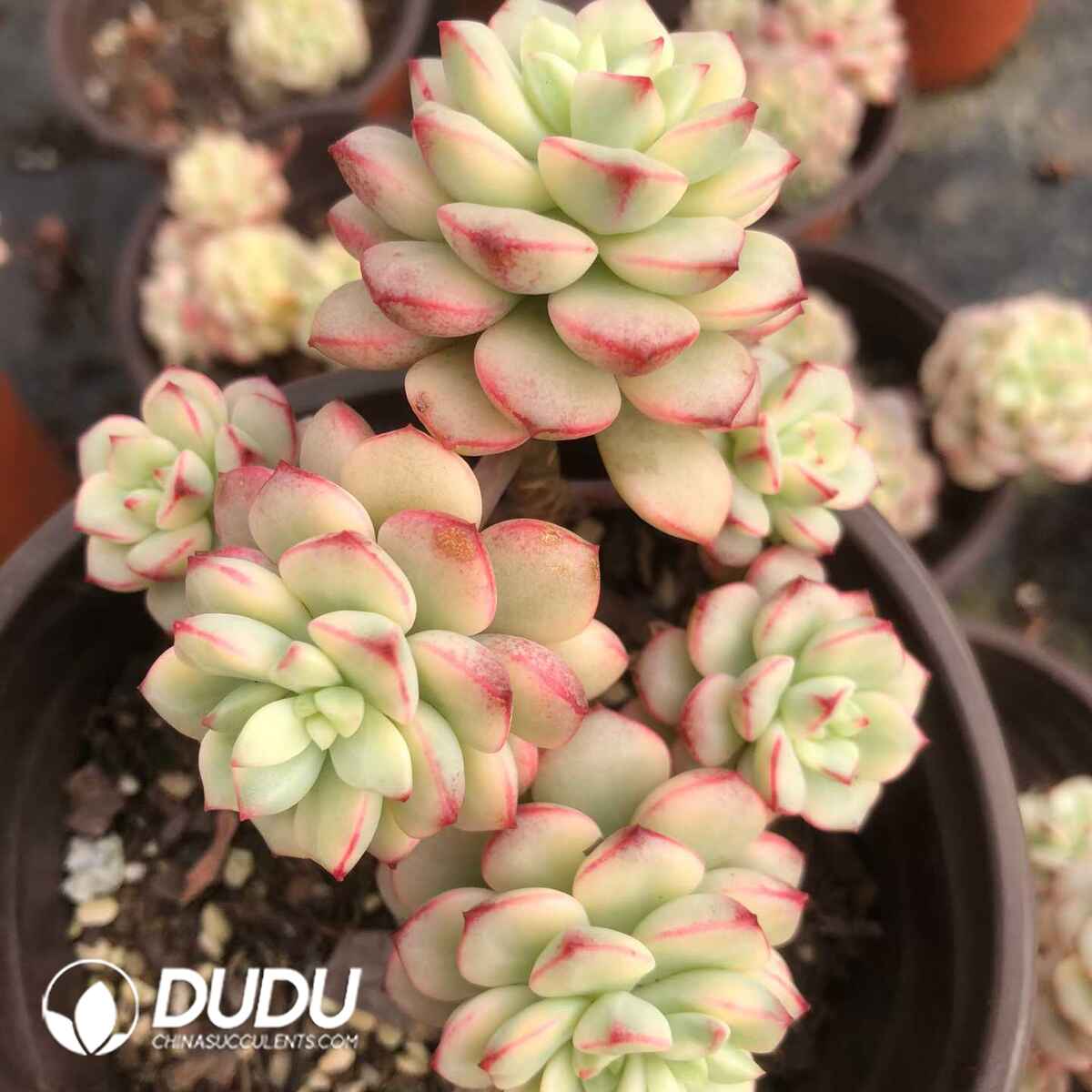 07841D120201.jpg Echeveria Tango Variegated Clustering - Image 1