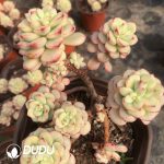 Echeveria Tango Variegated Clustering - Image 2