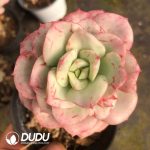 Echeveria Nicksana Variegated