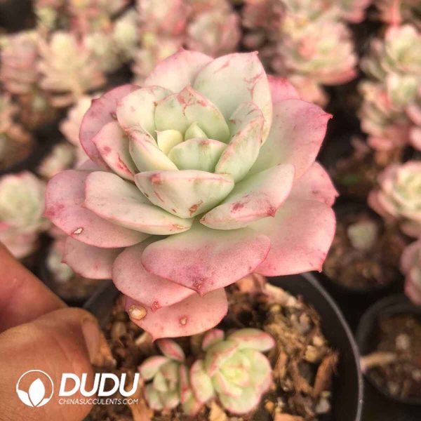 Echeveria Nicksana Variegated - Image 2