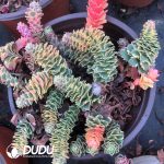 Sedum Takesimense Atlantis Variegated Clustering - Image 2