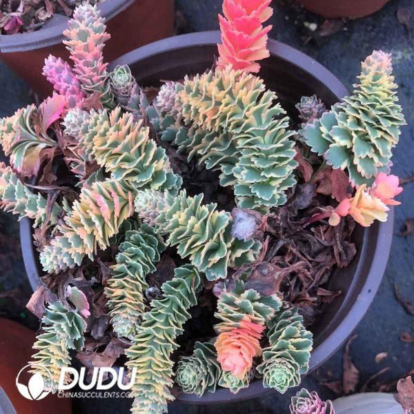 Sedum Takesimense Atlantis Variegated Clustering - Image 2