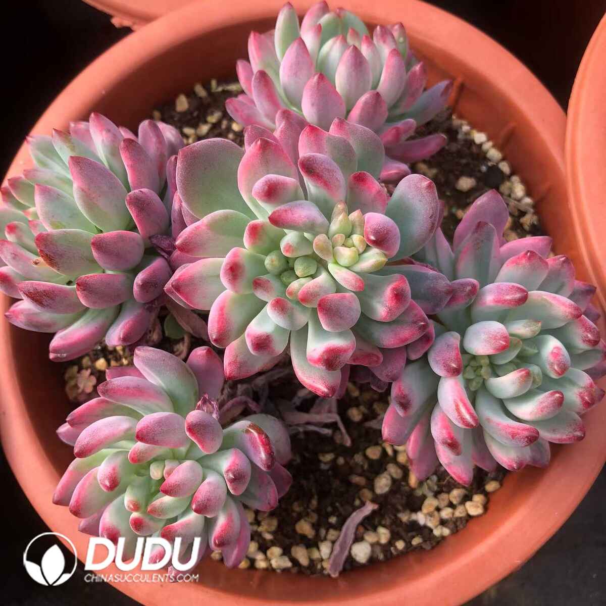 07844D180201.jpg Echeveria Blue Apple Variegated Clustering - Image 1