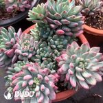Echeveria Blue Apple Variegated Clustering - Image 2