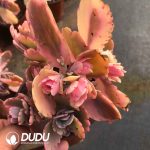 Sedum Dance of Butterflies Variegated Clustering