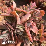 Sedum Dance of Butterflies Variegated Clustering - Image 2