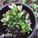 Crassula Ovata Gollum Variegated