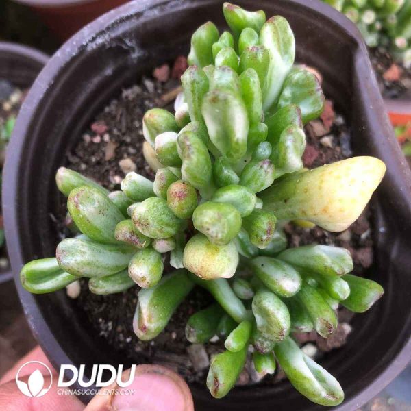 Crassula Ovata Gollum Variegated - Image 2